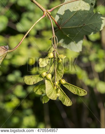 Fruits Of Sycamore, Acer Pseudoplatanus. Photo Taken In The Municipality Of Absam, Austria