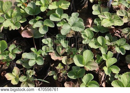 Green Colored Potentilla Micrantha Farm For Harvest Are Cash Crops