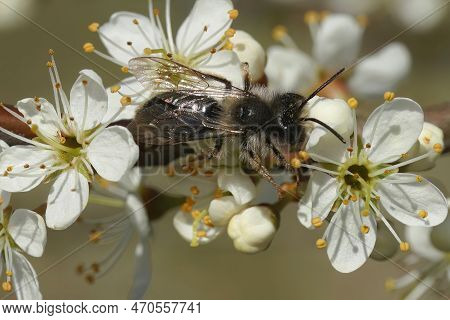 Natural Closeup On A Male Grey-backed Mining Bee, Andrena Vaga On A White Blackthorn Flower
