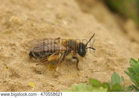 Natural Closeup Shot On A Female Gray-gastered Mining Bee, Andrena Tibialis, On The Ground