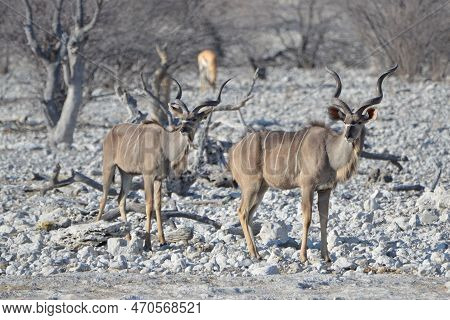 A Pair Of Greater Kudus, Etosha National Park, Namibia