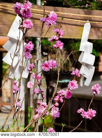 Spring And Religion In Japan. Blooming Cherry Pink Flowers With Shinto Shrine Characteristic Shide (