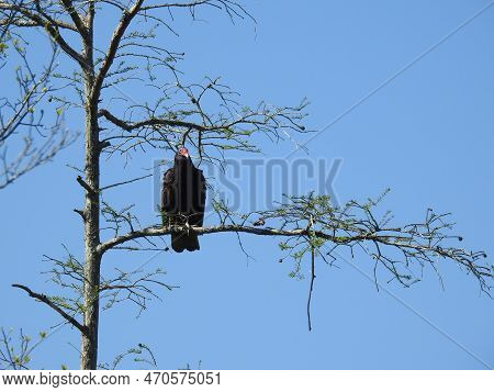 A Turkey Vulture Perched In A Tree At A Wildlife Refuge Located On The Albemarle Peninsula, In Dare 