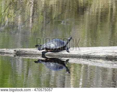 Northern Red-bellied Cooter Turtle Basking In The Sun With Its Rear Legs Stretched Out To Gather The