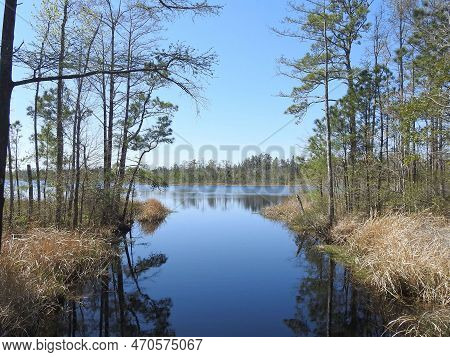 The Beautiful Scenery Of Milltail Creek, Located In The Alligator River National Wildlife Refuge, Al