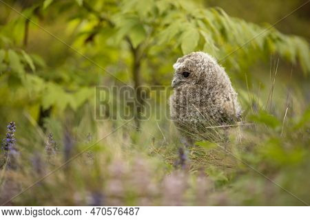 Tawny Owl - Strix Aluco - Juvenile Just Out From The Nest. Czech Republic. Green Meadow With Flower 