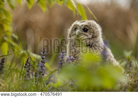 Tawny Owl - Strix Aluco - Juvenile Just Out From The Nest. Czech Republic. Green Meadow With Flower 