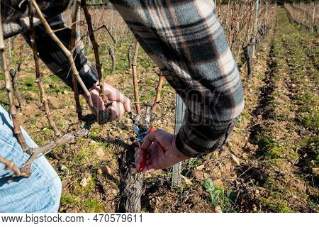 Farmer Pruning The Vine In Winter. Agriculture.