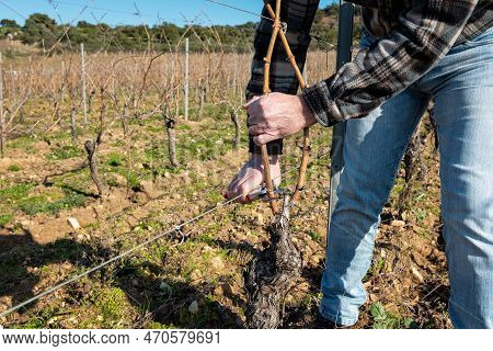Farmer Pruning The Vine In Winter. Agriculture.