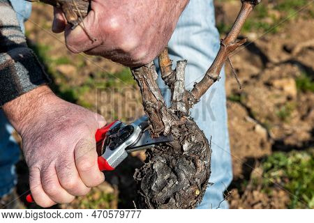 Farmer Pruning The Vine In Winter. Agriculture.