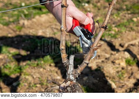 Farmer Pruning The Vine In Winter. Agriculture.