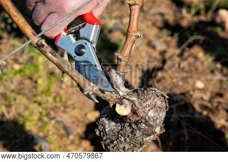 Farmer Pruning The Vine In Winter. Agriculture.