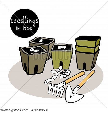 Seeds Are Stored In A Peat Container. Seedlings In Biodegradable Pots. Sprouted Plant Seeds Are Tran