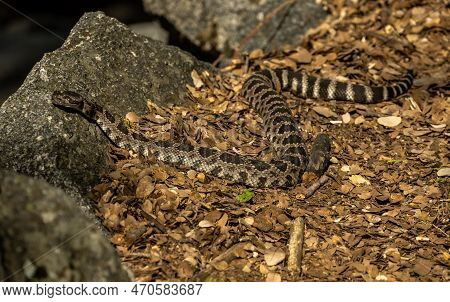 Rattlesnake Heads Toward Rocks On The Side Of The Trail In Yosemite National Park