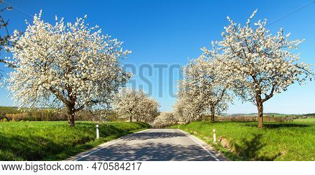 Road And Alley Of Flowering Cherry Trees In Latin Prunus Cerasus With Beautiful Sky. White Colored F