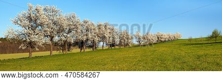 Meadow, Road And Alley Of Flowering Cherry Trees In Latin Prunus Cerasus With Beautiful Sky. White C