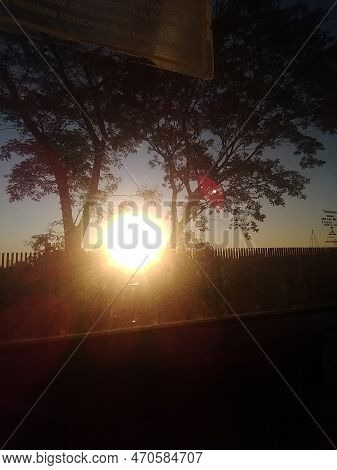 Sunset Of Tree By Bus Jn The Botânicos Garden