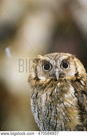 Portrait Of A Beautiful Little Brown Owl In The City By Night. Wild Bird With Big Eyes. Choliba. Clo