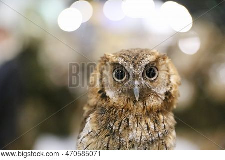 Portrait Of A Beautiful Little Brown Owl In The City By Night. Wild Bird With Big Eyes. Choliba. Clo
