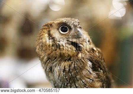 Portrait Of A Beautiful Little Brown Owl In The City By Night. Wild Bird With Big Eyes. Choliba. Clo