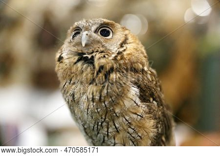 Portrait Of A Beautiful Little Brown Owl In The City By Night. Wild Bird With Big Eyes. Choliba. Clo
