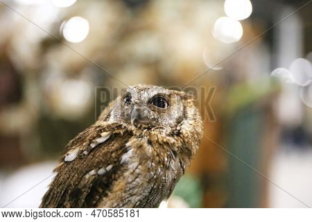 Portrait Of A Beautiful Little Brown Owl In The City By Night. Wild Bird With Big Eyes. Choliba. Clo