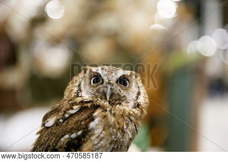 Portrait Of A Beautiful Little Brown Owl In The City By Night. Wild Bird With Big Eyes. Choliba. Clo