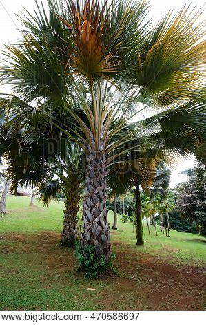 Cabbage Palm A.k.a. Gebang Palm -corypha Utan - Martinique Island.