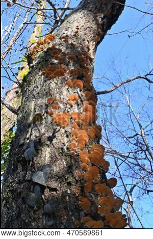 Inonotus Mikadoi. Hymenochaetaceae Mushroom. A Fungus That Infects Wood With Mushrooms That Grow In 