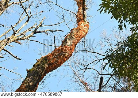 Inonotus Mikadoi. Hymenochaetaceae Mushroom. A Fungus That Infects Wood With Mushrooms That Grow In 