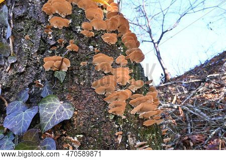 Inonotus Mikadoi. Hymenochaetaceae Mushroom. A Fungus That Infects Wood With Mushrooms That Grow In 
