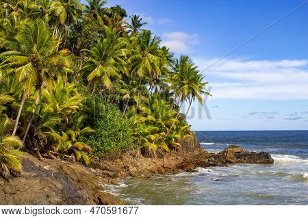 Coconut Trees At Engenhoca Beach