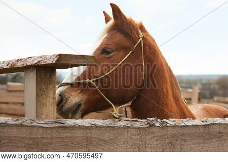 Adorable Chestnut Horse In Outdoor Stable. Lovely Domesticated Pet