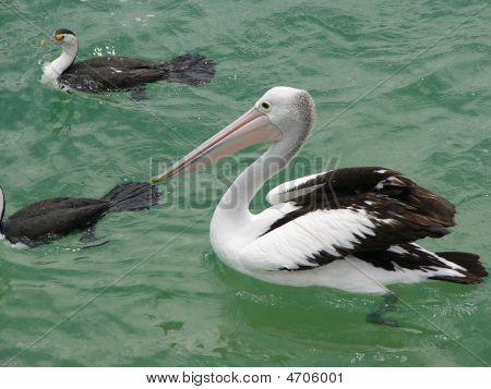 Pellicano a Moreton Island