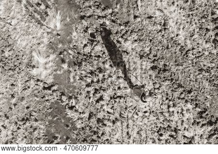 Man On A Treasure Hunt With A Metal Detector In The Woods On The Field, Photographed From A Drone, B
