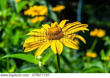 Fine Wild Growing Flower Aster False Sunflower On Background Meadow