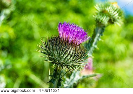 Beautiful Growing Flower Root Burdock Thistle On Background Meadow
