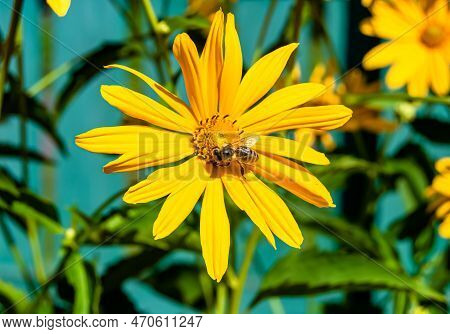 Beautiful Wild Flower Winged Bee On Background Foliage Meadow