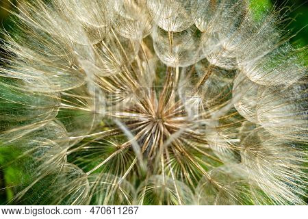 Beautiful Wild Growing Flower Seed Dandelion On Background Meadow