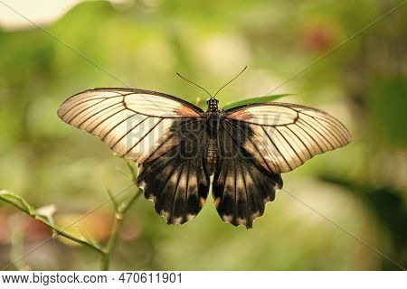 Natures Angel. Tropical Butterfly Sit On Green Plant. Beautiful Butterfly On Natural Background