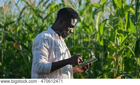 African American Farmer Types Information About Harvest Of Corn On Farm Field On Tablet. Black Agric