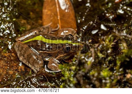 Mascarene Grass Frog (ptychadena Mascareniensis), Or Mascarene Ridged Frog, Endemic Species Of Frog 