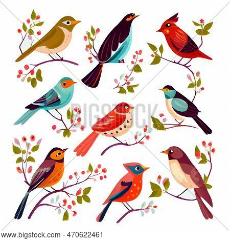 Set Vector Illustration Of Bird Isolation On White Background