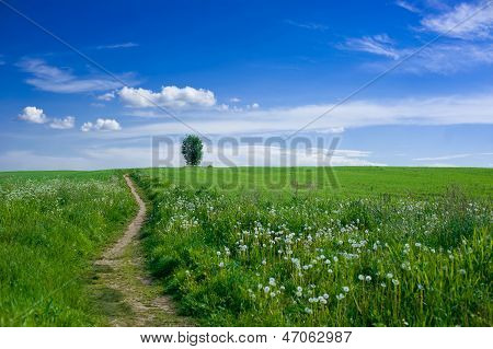 Summer meadow
