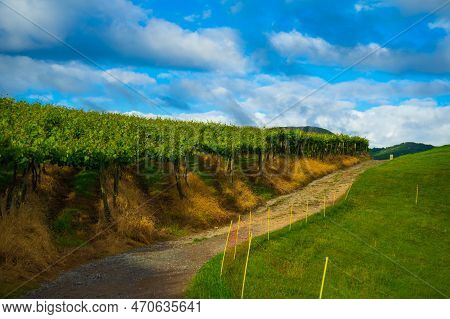 Young Vineyard Plantation On A Sunny Day, Basque Country Spain. Way Of Saint James, El Camino De San