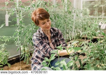 Happy Gardener Woman In Gloves And Care Tomatoes In Greenhouse. Gardening And Floriculture. Garden C