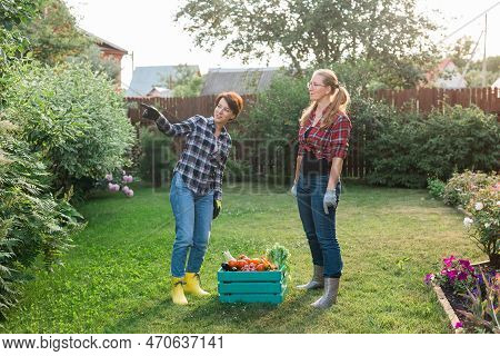 Two Women Farmer Working In Gardening. Gardener Carrying Crate With Freshly Harvested Vegetables In 