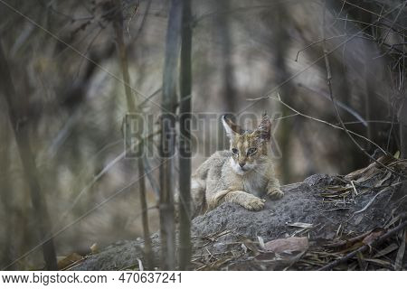 Jungle Cat Or Felis Chaus Or Reed Cat Kitten Closeup Or Portrait In Isolated Black Bacground At Kanh