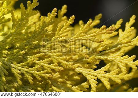 Lawsons Cypress Ivonne Branch In The Spring