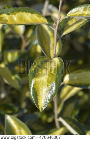 Oleaster Limelight Varegated Leaves In The Spring